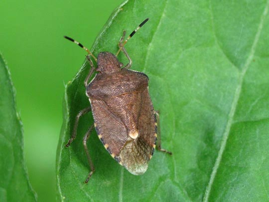 Peribalus vernalis