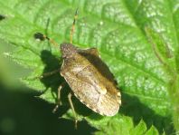 Peribalus vernalis