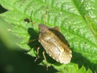 Peribalus vernalis