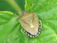 Peribalus vernalis