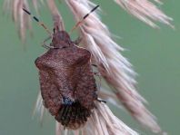 Peribalus vernalis