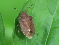 Peribalus vernalis