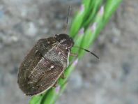 Neottiglossa pusilla