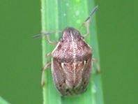 Neottiglossa pusilla