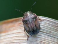 Neottiglossa pusilla