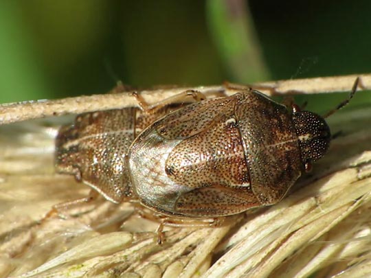 Neottiglossa pusilla