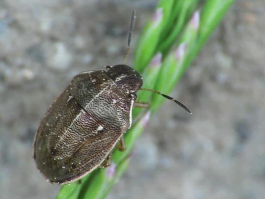 Neottiglossa pusilla