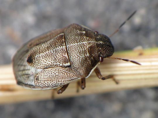 Neottiglossa pusilla