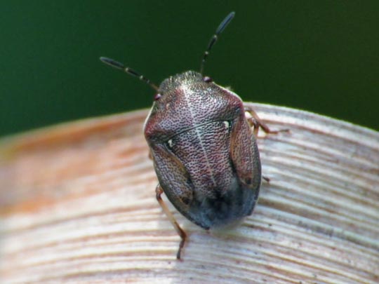 Neottiglossa pusilla