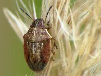 Neottiglossa pusilla