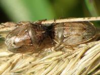 Neottiglossa pusilla