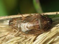 Neottiglossa pusilla