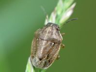 Neottiglossa pusilla