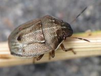 Neottiglossa pusilla