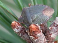Palomena prasina, Gemeine Grüne Stinkwanze