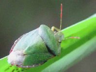 Palomena prasina, Gemeine Grüne Stinkwanze