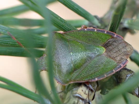 Palomena prasina, Gemeine Grüne Stinkwanze