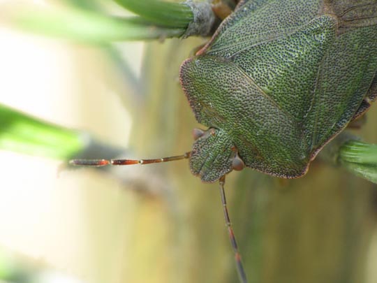 Palomena prasina, Gemeine Grüne Stinkwanze