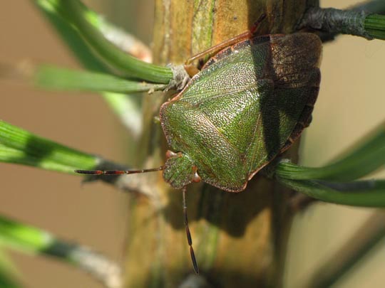 Palomena prasina, Gemeine Grüne Stinkwanze