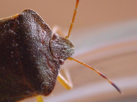 Palomena prasina, Gemeine Grüne Stinkwanze