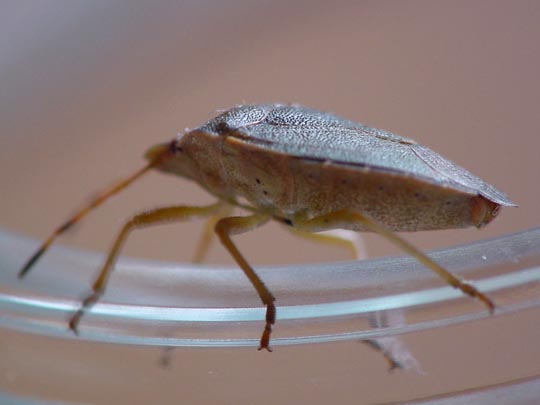 Palomena prasina, Gemeine Grüne Stinkwanze