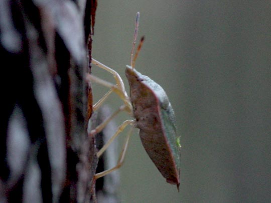 Palomena prasina, Gemeine Grüne Stinkwanze