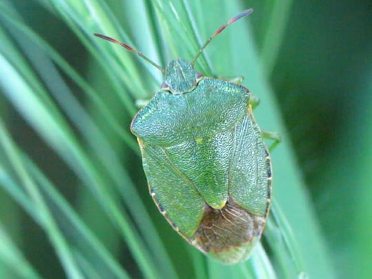 Palomena prasina, Gemeine Grüne Stinkwanze
