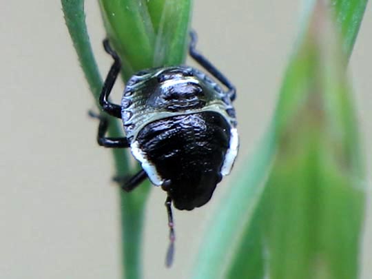 Palomena Larve