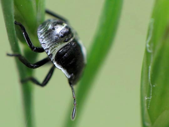 Palomena Larve