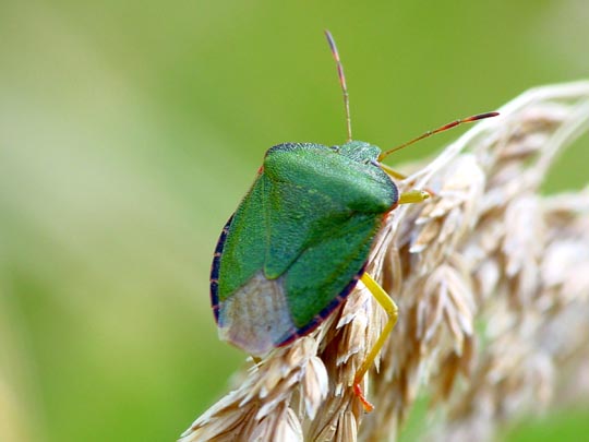 Palomena viridissima, Grüne Stinkwanze