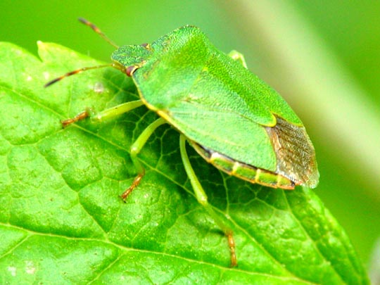Palomena prasina, Gemeine Grüne Stinkwanze