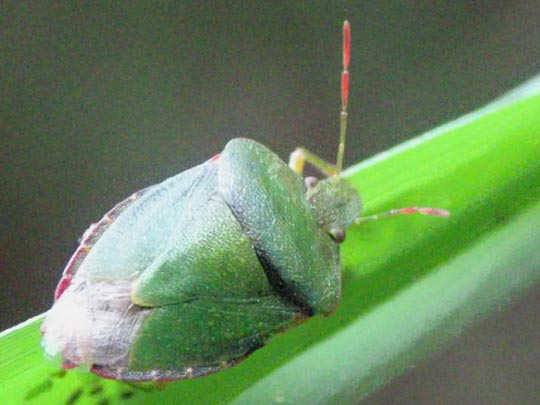 Palomena prasina, Gemeine Grüne Stinkwanze
