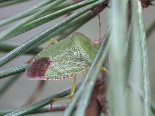 Palomena prasina