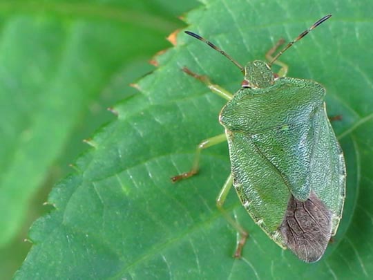 Palomena prasina