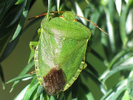 Palomena prasina