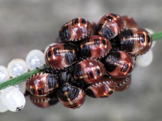 Palomena Larve