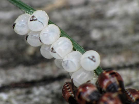 Palomena Larve