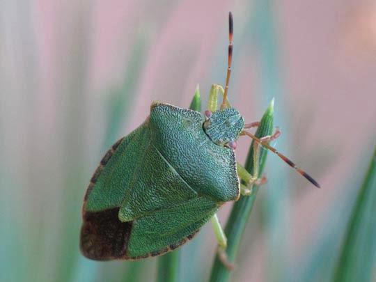 Palomena prasina