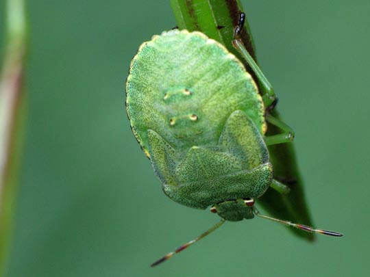 Palomena Larve