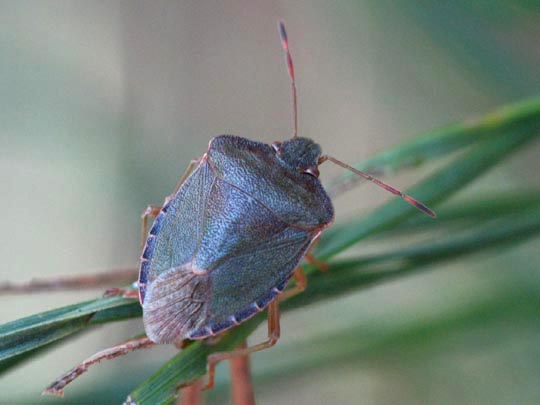 Palomena prasina, Gemeine Grüne Stinkwanze