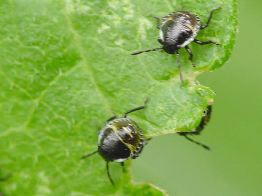 Palomena Larve