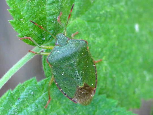 Palomena prasina