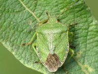 Palomena prasina, Gemeine Grüne Stinkwanze