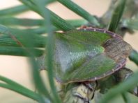 Palomena prasina, Gemeine Grüne Stinkwanze