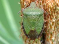 Palomena prasina, Gemeine Grüne Stinkwanze
