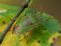 Palomena prasina, Gemeine Grüne Stinkwanze