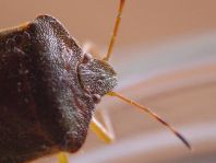 Palomena prasina, Gemeine Grüne Stinkwanze