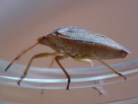 Palomena prasina, Gemeine Grüne Stinkwanze