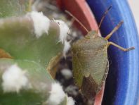 Palomena prasina, Gemeine Grüne Stinkwanze