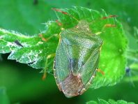Palomena prasina, Gemeine Grüne Stinkwanze